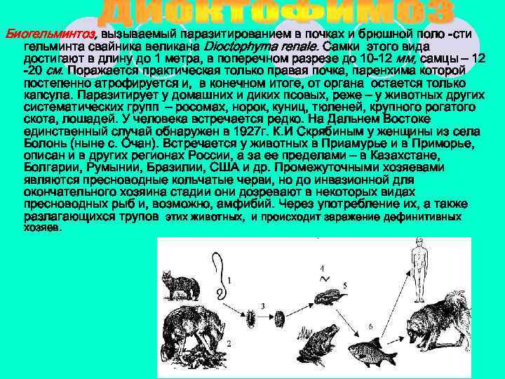Биогельминтоз, вызываемый паразитированием в почках и брюшной поло -сти гельминта свайника великана Dioctophyma renale.