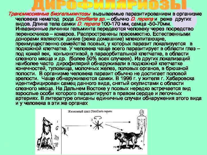 Трансмиссивные биогельминтозы, вызываемые паразитированием в организме человека нематод рода Dirofilaria sp. – обычно D.