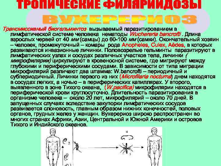 Трансмиссивный биогельминтоз, вызываемый паразитированием в лимфатической системе человека нематоды Wuchereria bancrofti. Длина взрослых червей