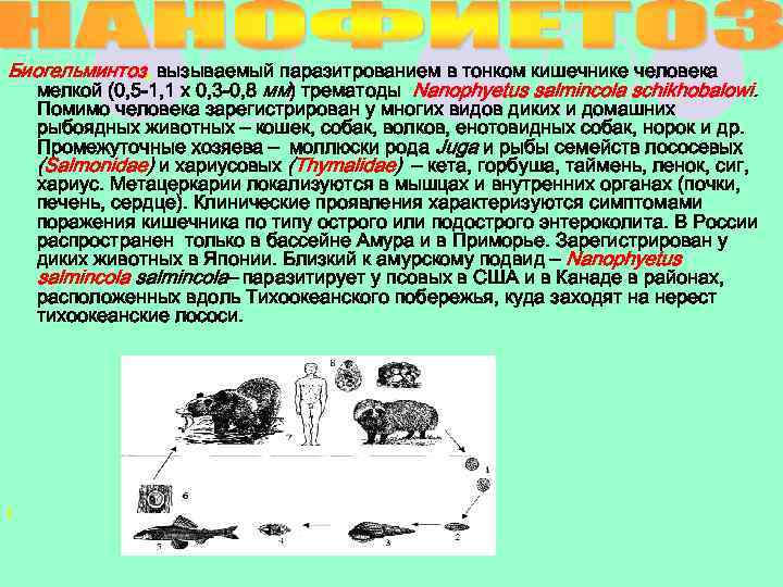 Биогельминтоз, вызываемый паразитрованием в тонком кишечнике человека мелкой (0, 5 -1, 1 х 0,