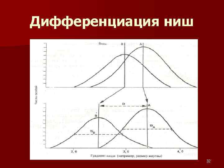 Дифференциация ниш 32 