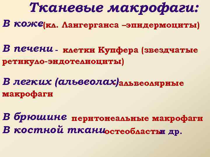 Тканевые макрофаги: В коже -(кл. Лангерганса –эпидермоциты) В печени - клетки Купфера (звездчатые ретикуло-эндотелиоциты)