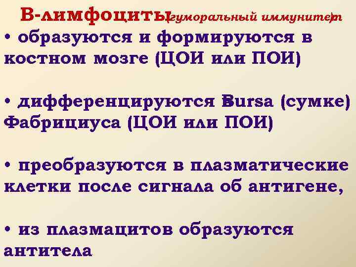 В-лимфоциты (гуморальный иммунитет ): • образуются и формируются в костном мозге (ЦОИ или ПОИ)