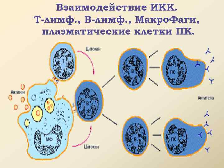 Взаимодействие ИКК. Т-лимф. , В-лимф. , Макро. Фаги, плазматические клетки ПК. 
