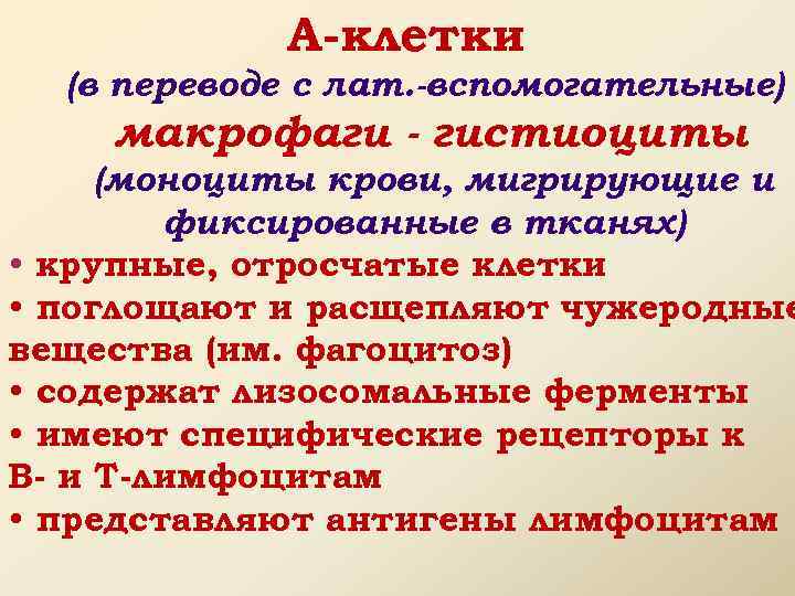 А-клетки (в переводе с лат. -вспомогательные) макрофаги - гистиоциты (моноциты крови, мигрирующие и фиксированные