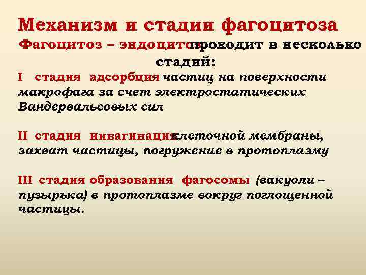 Механизм и стадии фагоцитоза Фагоцитоз – эндоцитоз проходит в несколько стадий: I стадия адсорбция
