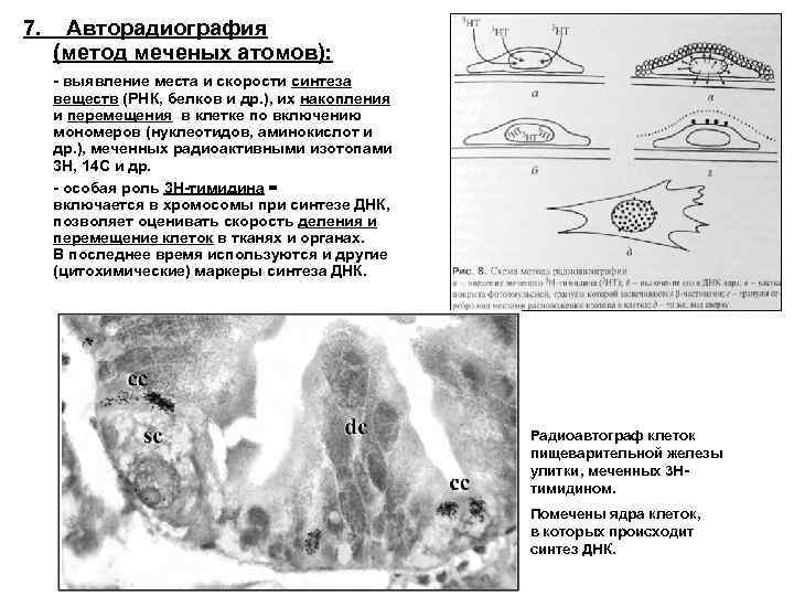 Презентация на тему метод меченых атомов