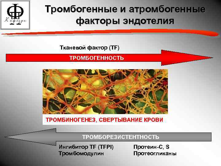 Тромбогенные и атромбогенные факторы эндотелия Тканевой фактор (TF) ТРОМБОГЕННОСТЬ ТРОМБИНОГЕНЕЗ, СВЕРТЫВАНИЕ КРОВИ ТРОМБОРЕЗИСТЕНТНОСТЬ Ингибитор