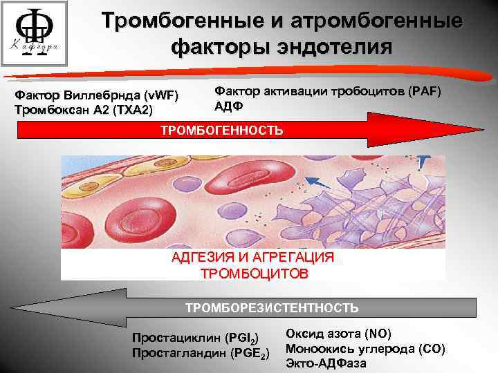 Вазодилятация. Тромборезистентность эндотелия сосудистой стенки. Роль эндотелия в системе гемостаза. Роль эндотелия сосудов в тромбообразовании. Роль эндотелия сосудов и тромбоцитов в тромбообразовании..