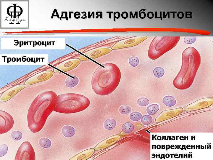 Адгезия тромбоцитов 