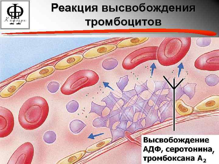 Реакция высвобождения тромбоцитов 