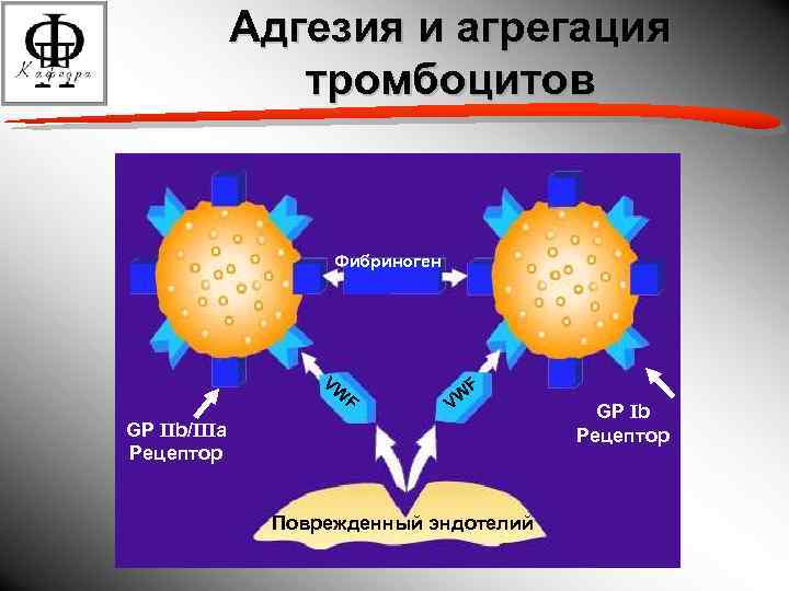 Адгезия и агрегация тромбоцитов Фибриноген VW F F VW GP IIb/IIIa Рецептор Поврежденный эндотелий