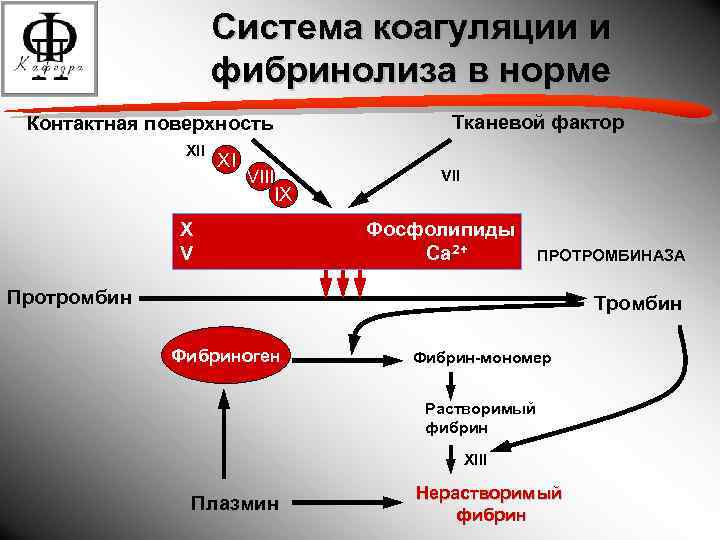 Схема коагуляционного гемостаза