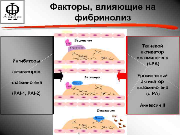 Факторы, влияющие на фибринолиз Выделение Тканевой активатор плазминогена (t-PA) Ингибиторы активаторов Активация плазминогена (PAI-1,