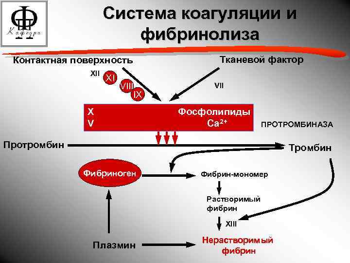 Протромбин тромбин фибриноген фибрин тромб