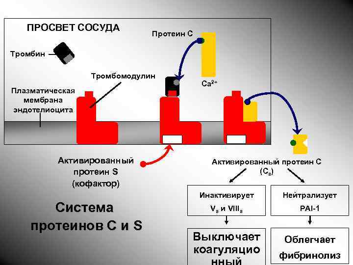 ПРОСВЕТ СОСУДА Протеин С Тромбин Тромбомодулин Плазматическая мембрана эндотелиоцита Активированный протеин S (кофактор) Са