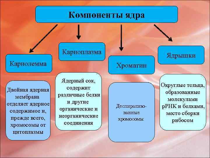Компоненты ядра Кариоплазма Кариолемма Двойная ядерная мембрана отделяет ядерное содержимое и, прежде всего, хромосомы