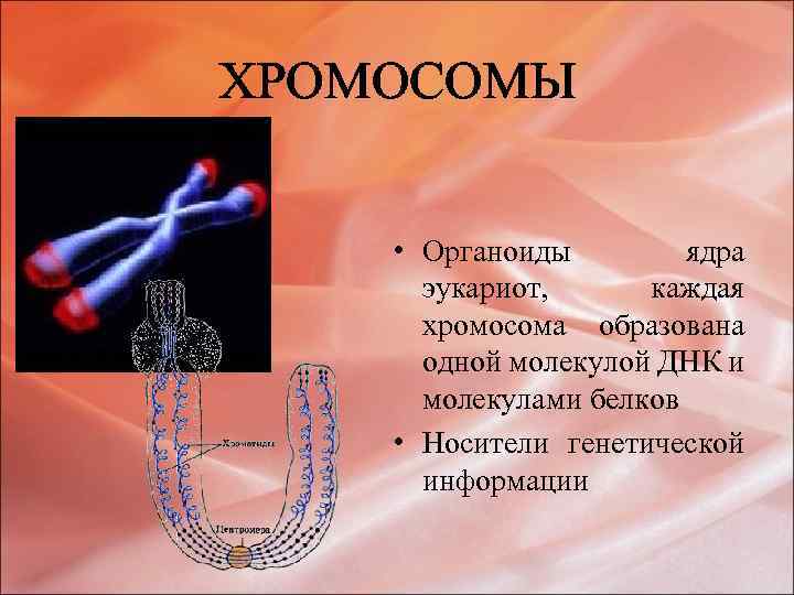 Каждая хромосома образована одной. Сколько молекул ДНК образуют одну хромосому. Гены в хромосоме образуют группу