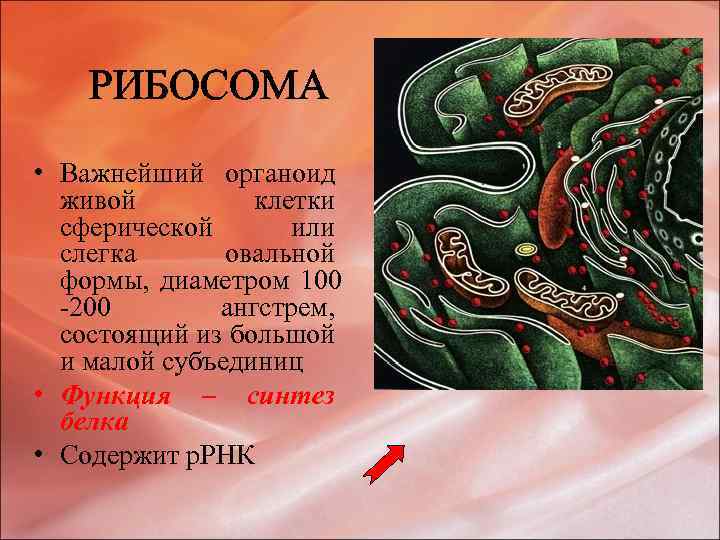 РИБОСОМА • Важнейший органоид живой клетки сферической или слегка овальной формы, диаметром 100 -200
