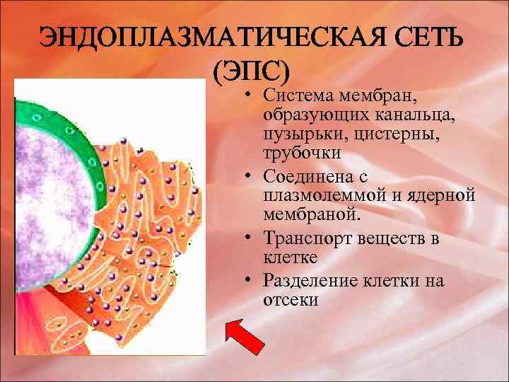 Белки эндоплазматического ретикулума