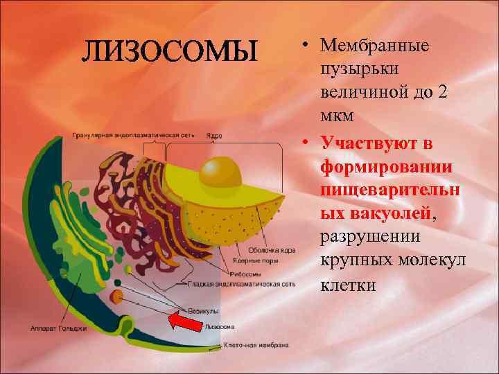ЛИЗОСОМЫ • Мембранные пузырьки величиной до 2 мкм • Участвуют в формировании пищеварительн ых