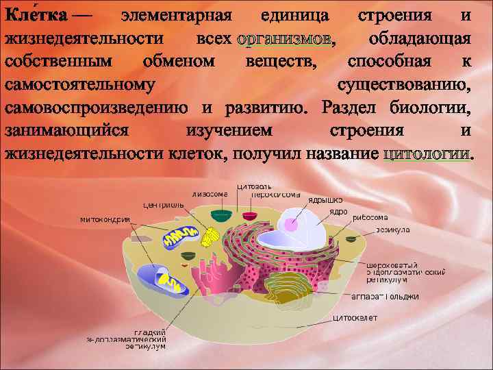 Кле тка — элементарная единица строения и жизнедеятельности всех организмов, обладающая собственным обменом веществ,