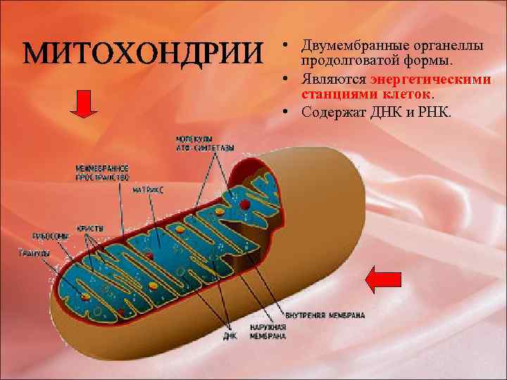 Перечислите двумембранные органоиды