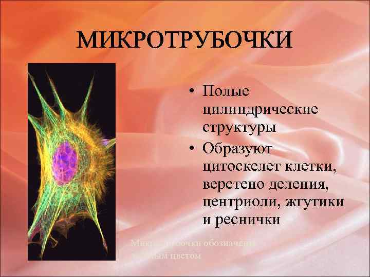 Вещество разрушающее микротрубочки веретена деления. Центриоли цитоскелет. Цитоскелет клетки образуют. Микротрубочки веретена деления. Цитоскелетверетенр деления.