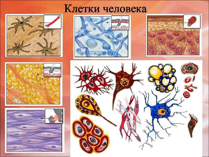Клетки человека 
