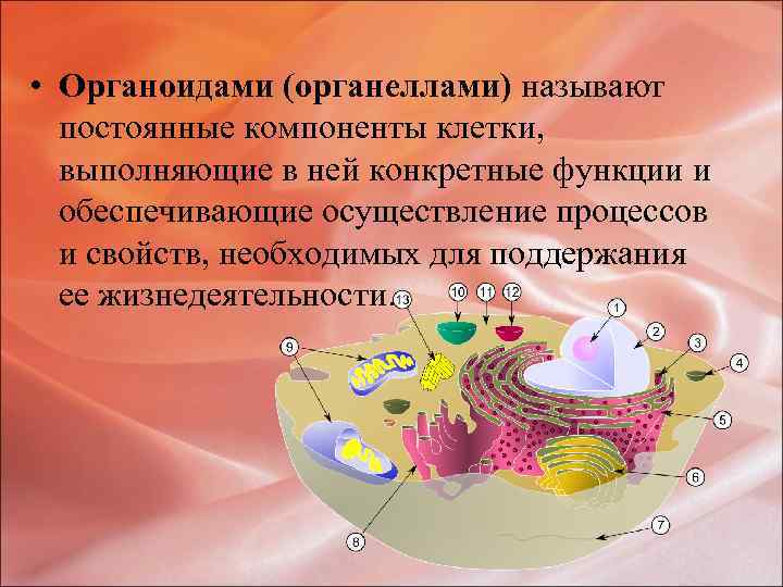  • Органоидами (органеллами) называют постоянные компоненты клетки, выполняющие в ней конкретные функции и