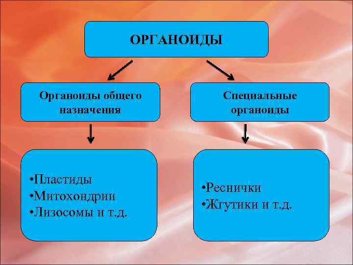 ОРГАНОИДЫ Органоиды общего назначения • Пластиды • Митохондрии • Лизосомы и т. д. Специальные