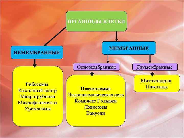 Перечислите органоиды клетки