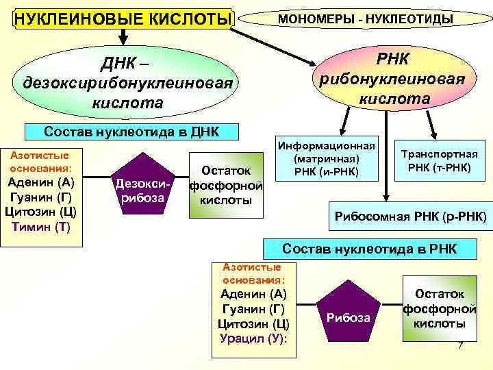 НУКЛЕИНОВЫЕ КИСЛОТЫ МОНОМЕРЫ - НУКЛЕОТИДЫ РНК рибонуклеиновая кислота ДНК – дезоксирибонуклеиновая кислота Состав нуклеотида