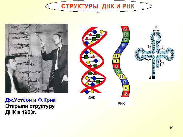 СТРУКТУРЫ ДНК И РНК Дж. Уотсон и Ф. Крик Открыли структуру ДНК в 1953