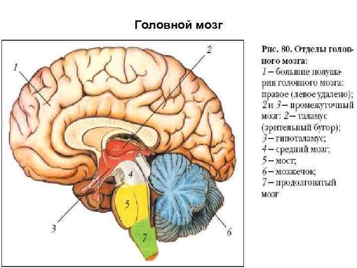 Головной мозг 