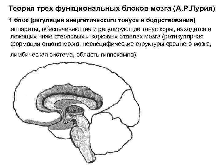 Теория трех функциональных блоков мозга (А. Р. Лурия) 1 блок (регуляции энергетического тонуса и