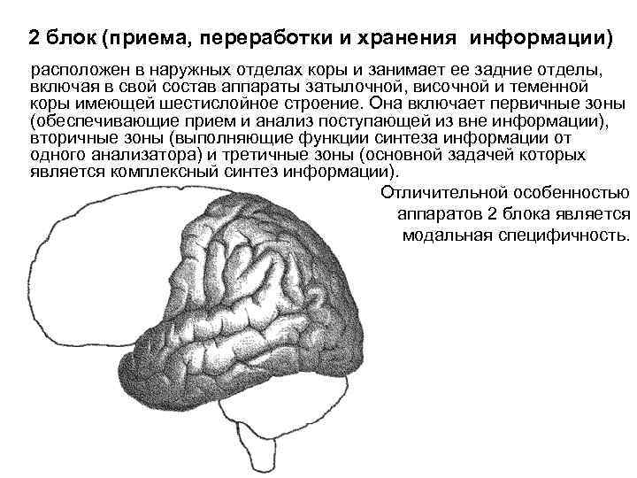 2 блок (приема, переработки и хранения информации) расположен в наружных отделах коры и занимает