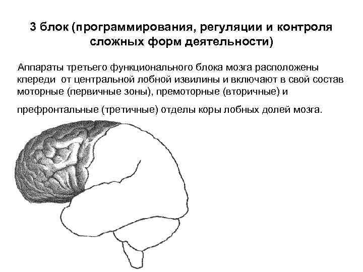 3 блок (программирования, регуляции и контроля сложных форм деятельности) Аппараты третьего функционального блока мозга