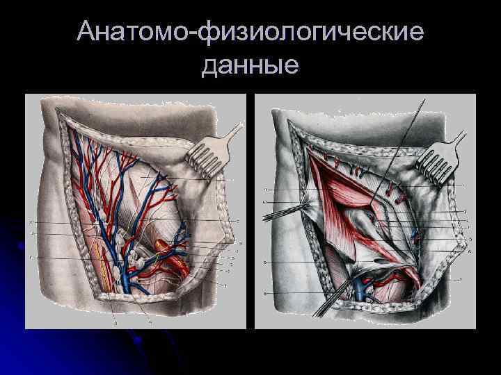 Анатомо-физиологические данные 