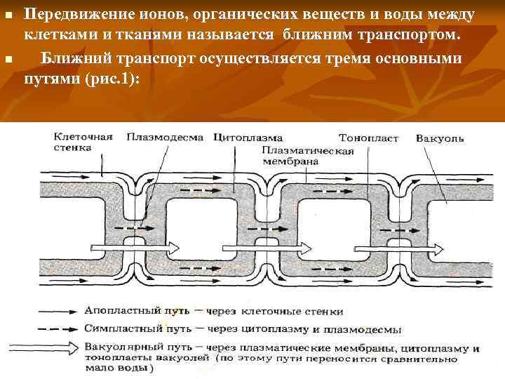 Образование и транспорт органических веществ. Транспорт между клетками. Ближний транспорт в растении. Дальний и Ближний транспорт в растении. Т система физиология.