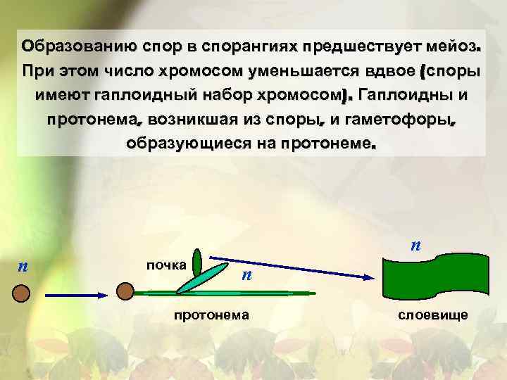 Образованию спор в спорангиях предшествует мейоз. При этом число хромосом уменьшается вдвое (споры имеют