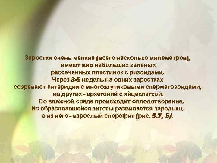 Заростки очень мелкие (всего несколько милеметров), имеют вид небольших зеленых рассеченных пластинок с ризоидами.