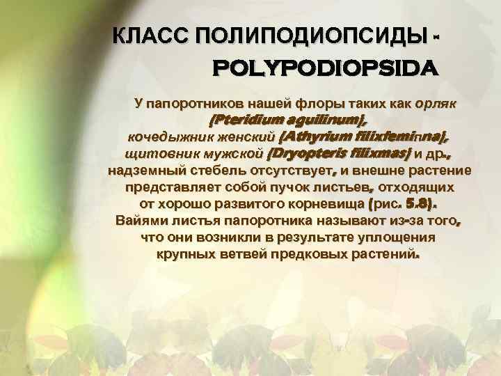 КЛАСС ПОЛИПОДИОПСИДЫ POLYPODIOPSIDA У папоротников нашей флоры таких как орляк (Pteridium aguilinum), кочедыжник женский