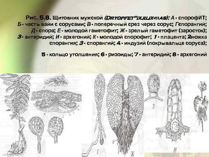 Рис. 5. 8. Щитовник мужской (Dryopfet"ixjilix-тas): А - спороф. ИТ; Б - часть вайи