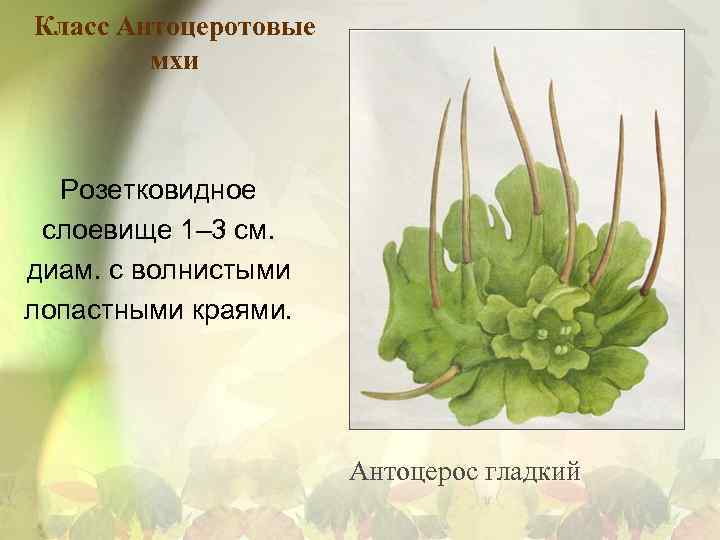 Класс Антоцеротовые мхи Розетковидное слоевище 1– 3 см. диам. с волнистыми лопастными краями. Антоцерос
