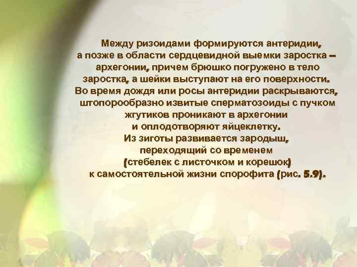 Между ризоидами формируются антеридии, а позже в области сердцевидной выемки заростка – архегонии, причем