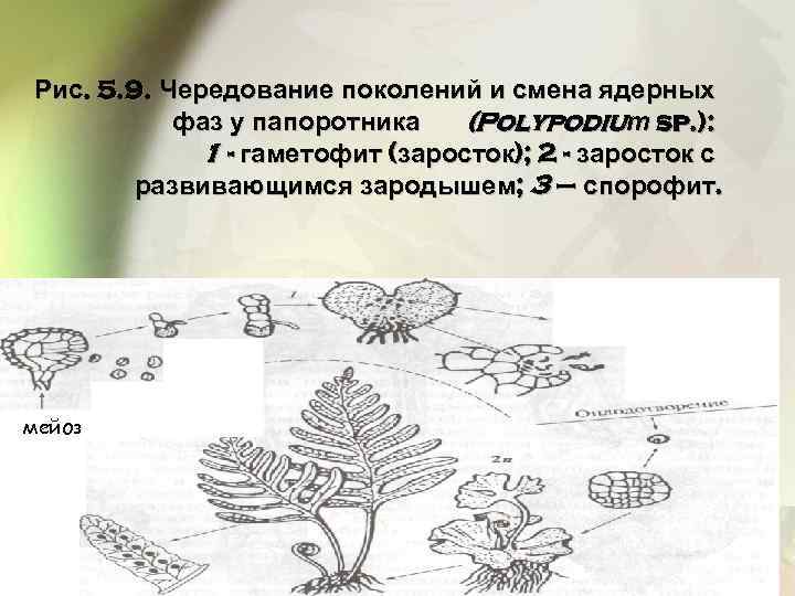 Рис. 5. 9. Чередование поколений и смена ядерных фаз у папоротника (Polypodiuт sp. ):
