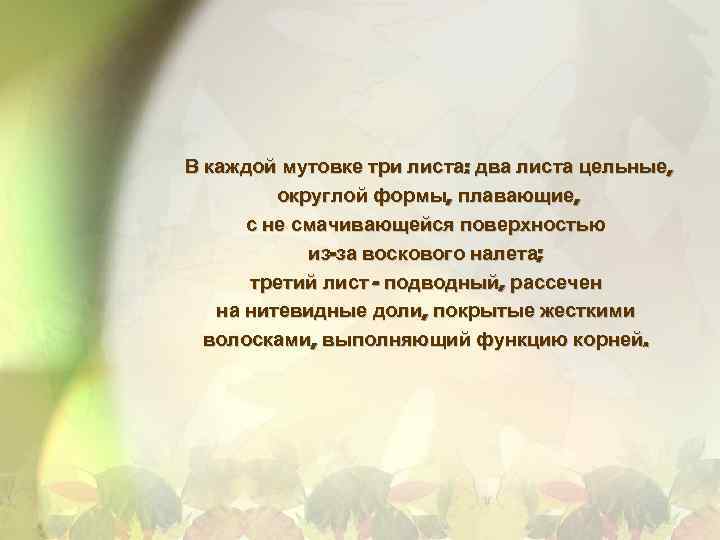 В каждой мутовке три листа: два листа цельные, округлой формы, плавающие, с не смачивающейся