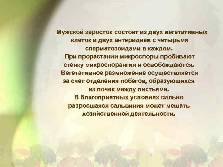 Мужской заросток состоит из двух вегетативных клеток и двух антеридиев с четырьмя сперматозоидами в
