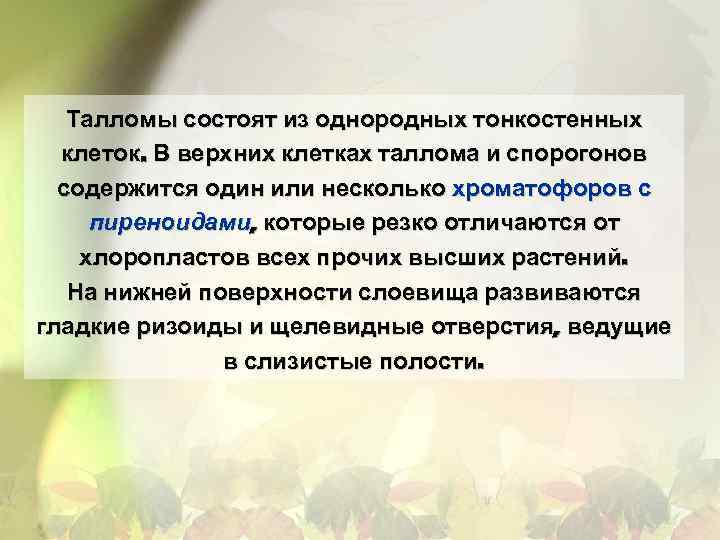 Талломы состоят из однородных тонкостенных клеток. В верхних клетках таллома и спорогонов содержится один